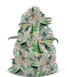 Doctor Jamaica fem (Vision Seeds)