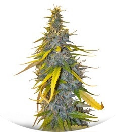 S.A.D. Sweet Afgani Delicious F1 Fast Version fem (Sweet Seeds)