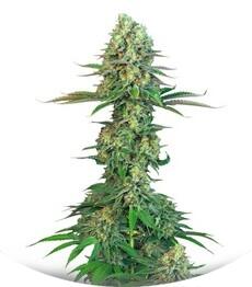 Original Bubblegum fem (TH Seeds)