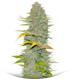 Furious Candy fem (Eva Seeds)