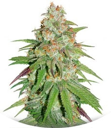 Glueberry O.G. fem (Dutch Passion)