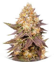 Lavender Best fem (Bulk Seed Bank)