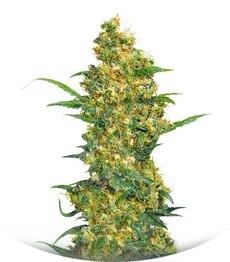 Warlock fem (Serious Seeds)