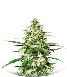 Amnesi-K Lemon fem (Kannabia Seeds)