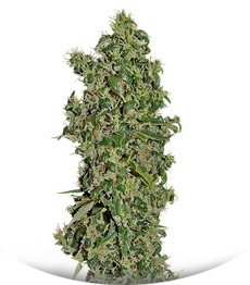 Big Tooth fem (Strain Hunters)