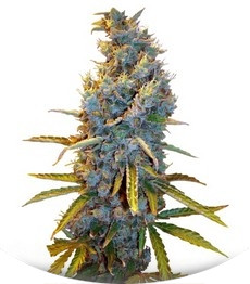 Cream Caramel F1 Fast Version fem (Sweet Seeds)
