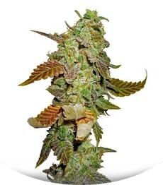 Diesel fem (Dinafem Seeds)