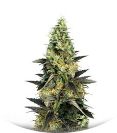 NYC Diesel CBD (Ice Cool CBD) fem (Sweet Seeds)