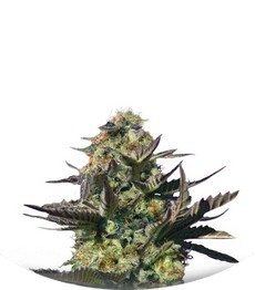 Karamelo (Kreamy Karamel) fem (Kannabia Seeds)