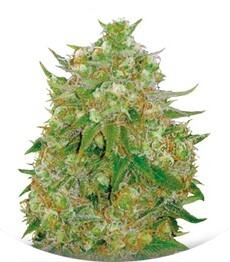 Master Kush Grand fem (Bulk Seed Bank)