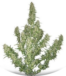 Buddha Magnum Auto fem (Buddha Seeds)