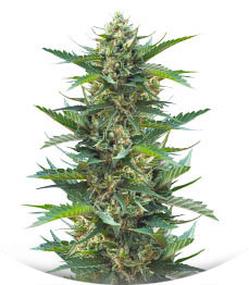 Gorilla Cookies Fast fem (High Speed ​​Buds)