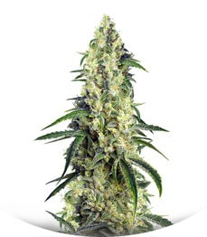 Green Poison CBD fem (Sweet Seeds)