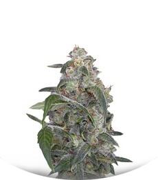 Haze 2.0 Autoflowering fem (Dinafem Seeds)
