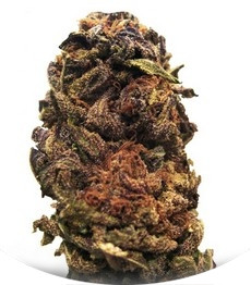 Orange Bud regular (Dutch Passion)
