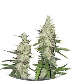 Outlaw Amnesia fem (Dutch Passion)