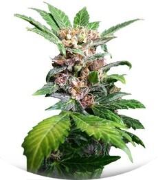 Purple Ryder auto regular (Joint Doctor)