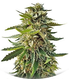Sour Diesel (Sativa's Sour Diesel) regular (Nirvana Seeds)