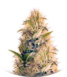 La Blanca Gold fem (Vision Seeds)