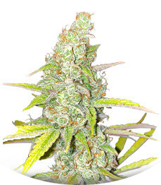 Auto Gelato #33 fem (Advanced Seeds)