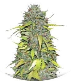 Ak fem (Bulk Seed Bank)