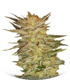 Ice Cream fem (Paradise Seeds)