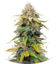 Leisure Zoot Larry fem (Dr. Krippling Seeds)