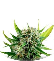 Royale Haze fem (Dinafem Seeds)