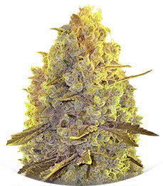 White Caramel Cookie fem (Sumo Seeds)