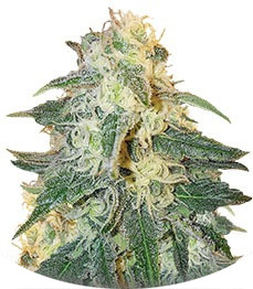 Appleberry fem (Sumo Seeds)