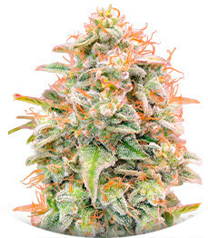 Auto Banana Cookies fem (Advanced Seeds)