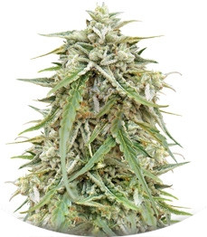 Auto NL fem (Female Seeds)