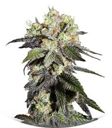 Caboose fem (Strain Hunters)