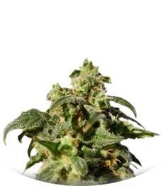 Power Skunk Max Auto fem (Kannabia Seeds)