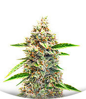 Bruce Banner #3 Auto fem (Herbies Seeds)