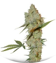 Chocolope regular (DNA Genetics)