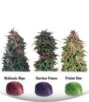 Colour Mix 2 fem (Dutch Passion)