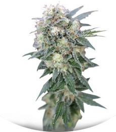 Ganesh regular (Mandala Seeds)