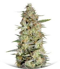 Auto Hindu Kush fem (Bulk Seed Bank)