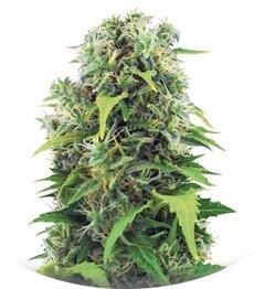 Auto Northern Light fem (Bulk Seed Bank)