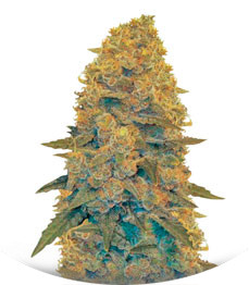 Auto Blow Dream fem (Victory Seeds)