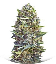 Caramel Kush fem (00 Seeds)