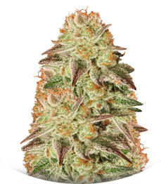 Mob Boss fem (Anesia Seeds)