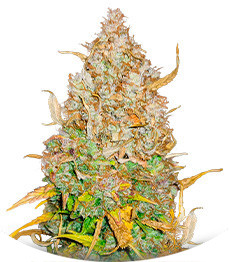 GMO Auto fem (Barney's Farm)