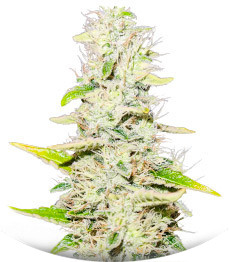 Gorilla Blue fem (Advanced Seeds)
