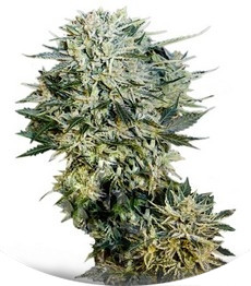 Sugar Gom auto fem (Grass-O-Matic)