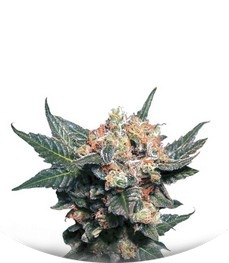 Big Band fem (Kannabia Seeds)