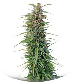New York Power Diesel fem (Nirvana Seeds)