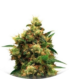 Painkiller XL fem (RQS)