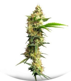 Urban Poison fem (Nirvana Seeds)